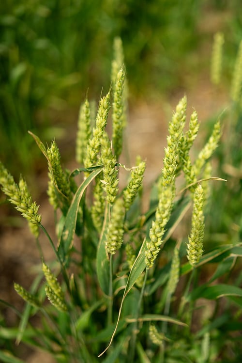 54566245955_02d7c10743_c