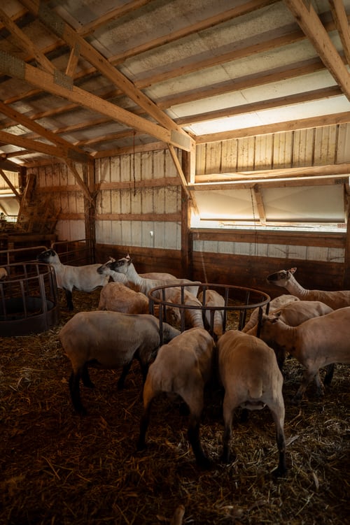 54874400337_73b222e973_o (1)