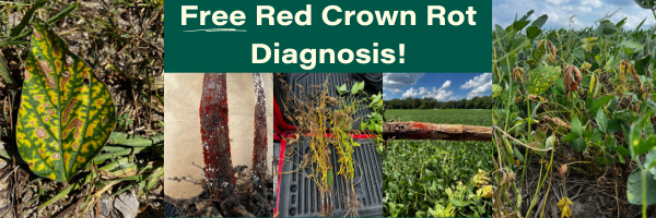 Free Red Crown Rot Diagnosis