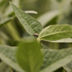 Insecticide Strategy FF